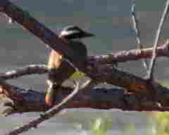 Pitangus sulphuratus