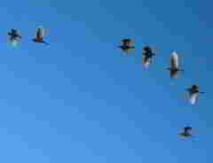 Bubulcus ibis