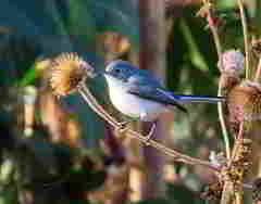 Polioptila caerulea