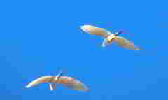 Egretta thula