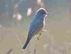 Tyrannus vociferans