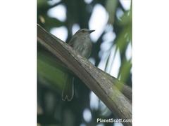 Cnemotriccus fuscatus