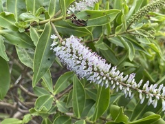Veronica stricta macroura