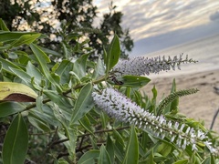 Veronica stricta macroura
