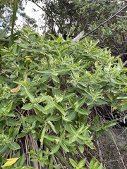 Veronica stricta macroura