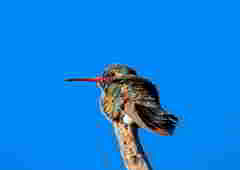Cynanthus latirostris