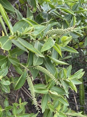 Veronica stricta macroura