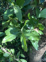 Dalbergia latifolia