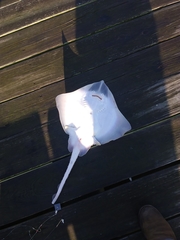 Rostroraja eglanteria