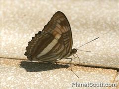 Adelpha malea