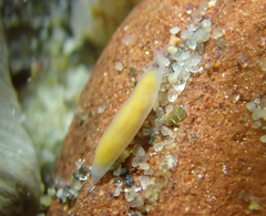 Vorticeros praedatorium