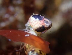 Eulithidium