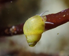 Eulithidium