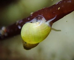 Eulithidium