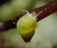 Eulithidium