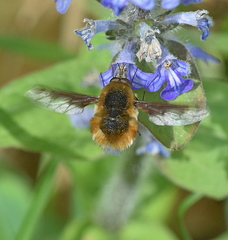 Bombylius fimbriatus