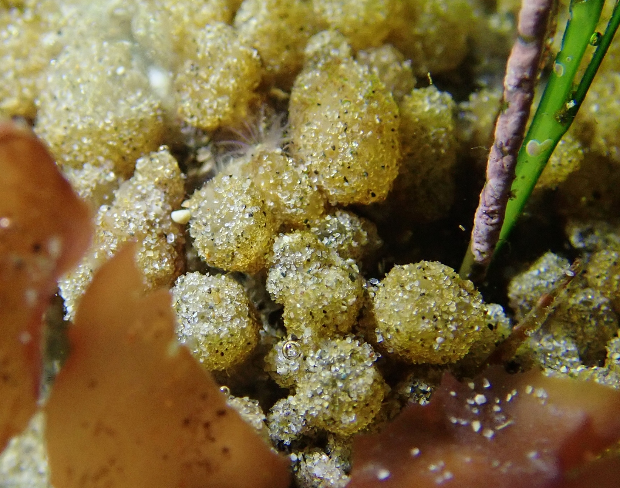 Euherdmania claviformis (Ritter, 1903)