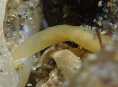 Nipponnemertes punctatula
