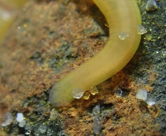 Nipponnemertes punctatula