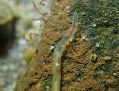Nipponnemertes punctatula