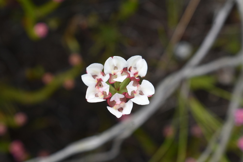 Image of Ceratandra globosa by (c) Justin Ponder, some rights reserved (CC BY)