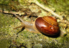 Asperitas sparsa