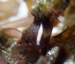 Vorticeros praedatorium