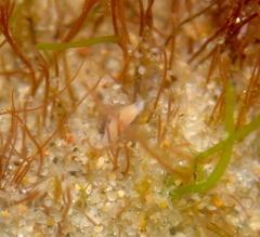 Vorticeros praedatorium