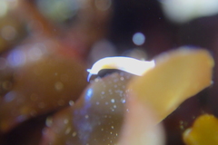 Vorticeros praedatorium