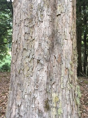 Quercus bumelioides