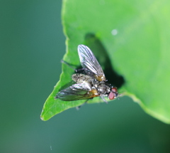Macquartia grisea