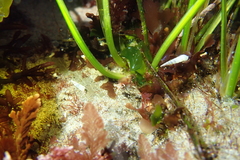 Turbonilla hypolispa