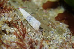 Turbonilla hypolispa