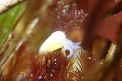 Turbonilla hypolispa