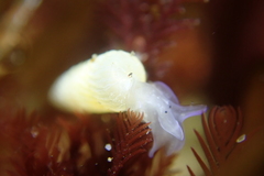 Turbonilla hypolispa