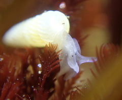 Turbonilla hypolispa