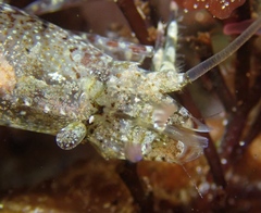 Heptacarpus taylori