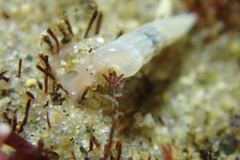 Turbonilla hypolispa