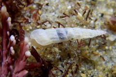 Turbonilla hypolispa