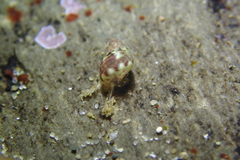 Eulithidium