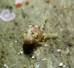 Eulithidium