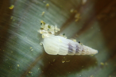 Turbonilla hypolispa