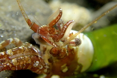 Heptacarpus taylori