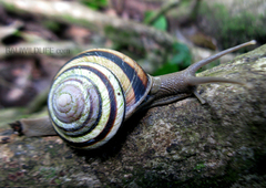 Asperitas colorata