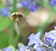 Bombylius fimbriatus