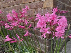 Nerine bowdenii