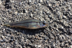 Xiphophorus hellerii