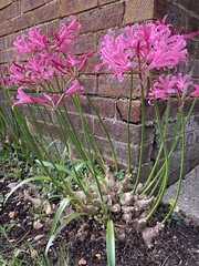 Nerine bowdenii
