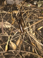 Talitropsis crassicruris