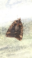 Pseudocoremia ombrodes